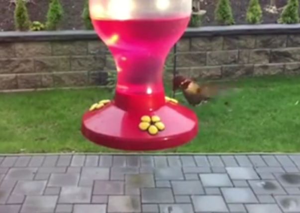 hummingbird Abbotsford